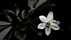 High Resolution inthedarkredux