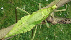 High Resolution junglenymph