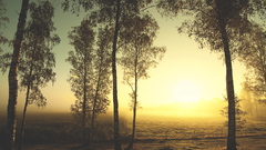 High Resolution landscapetalltrees