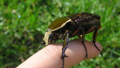 High Resolution mecynorrhina torquata ugandensis
