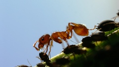 High Resolution melkende ameisen honigtau