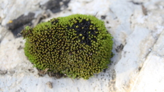 High Resolution musk