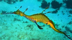 High Resolution phyllopteryx taeniolatus