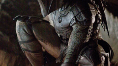 High Resolution predbac falconer