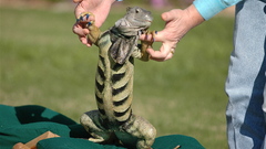 High Resolution reefbellyshot