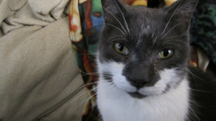 High Resolution runt