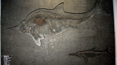 High Resolution stenopterygius quadriscissus