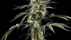 High Resolution superlemonhaze