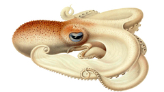 High Resolution velodona togata