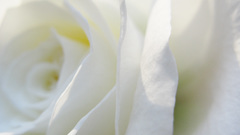 High Resolution whiterose