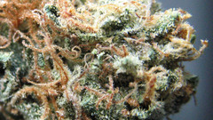 High see some Cannabis res let Resolution ogmkuh