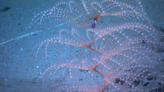 High spiraling iridigorgia hirez