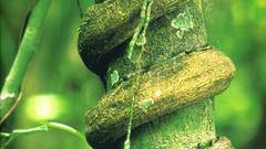 High Thomas Rainforest marent Resolution