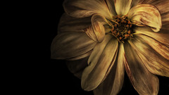 High worn Resolution planetshu