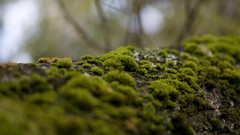 Hills moss bark forests