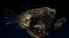 Himanto final high game