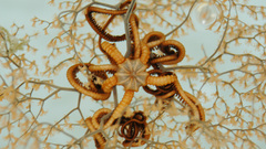 Hirez high metallogorgia