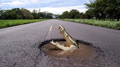 Hole pot roads Crocodiles