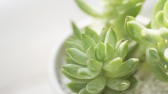 Home still life succulents