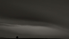 Horizon Trees grayscale monochrome