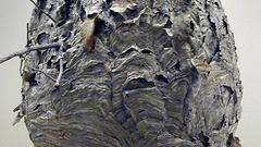 Hornet Aircraft nest hive