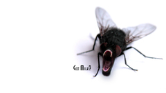 Horror insects got milk