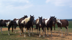 Horses band pferde chevaux