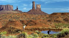 Horses hole wildlife Monument Valley