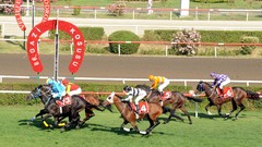 Horses jockey horse racing