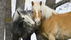 Horses pair