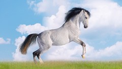 Horses White Horse artwork