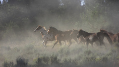 Hq horse any requests