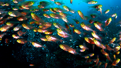 Hr Oceans high nature