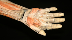Human hand