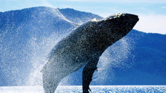 Humpback breaching