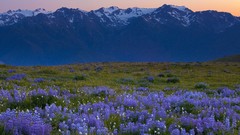 Hurricane Washington fields national park blue flowers