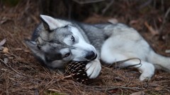 Huskies pinecones baby animals