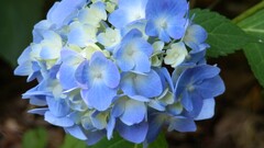 hydrangea blue flowers