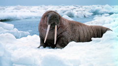 Ice Animals walrus