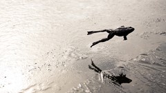 Ice Frogs monochrome reflections jumping ice water