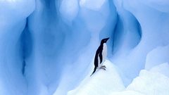 Ice Linux tux Penguins