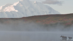 Ice national geographic moose