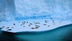 Ice ocean Seals Animals