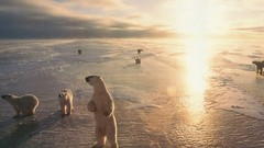 Ice winter snow Animals