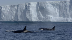 Iceberg water life-form Orca