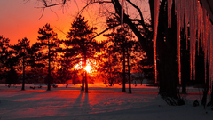 Icicles nature winter sunset