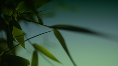 Idea from where came sorry