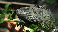 Iguana