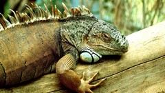 Iguana