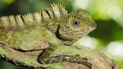 Iguana close-up Reptiles